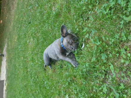 Französische Bulldogge Welpe Hallo Wunderschöne