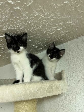 Am 1.06.2022 hat unsere hübsche Gisel 5 gesunde Kitten