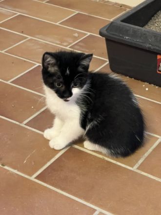 Am 1.06.2022 hat unsere hübsche Gisel 5 gesunde Kitten