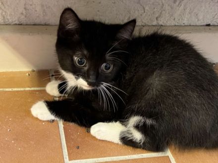 Am 1.06.2022 hat unsere hübsche Gisel 5 gesunde Kitten