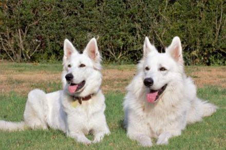 Anfang Oktober erwarten wir einen Wurf von unserer