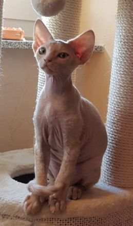 Wunderschöne Devon Rex Babies können umziehen. Vanillo