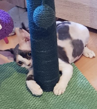 Wunderschöne Devon Rex Babies können umziehen. Vanillo