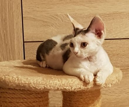 Wunderschöne Devon Rex Babies können umziehen. Vanillo
