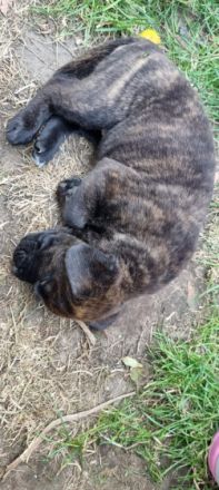 Ab dem 31.08.2022 haben wir noch zwei süße Mädchen