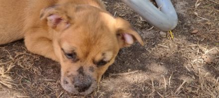 Ab dem 31.08.2022 haben wir noch zwei süße Mädchen