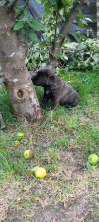 Ab dem 31.08.2022 haben wir noch zwei süße Mädchen