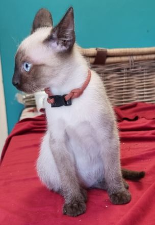 Süße Katzenwelpen suchen teilweise ab sofort ein neues,