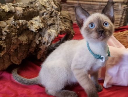 Süße Katzenwelpen suchen teilweise ab sofort ein neues,