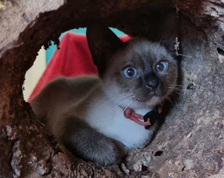 Süße Katzenwelpen suchen teilweise ab sofort ein neues,