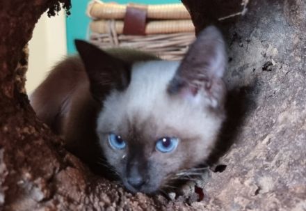 Süße Katzenwelpen suchen teilweise ab sofort ein neues,