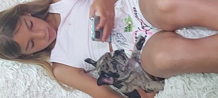 kleine französische Bulldogge, derzeit 9 Wochen alt,