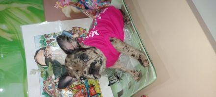 kleine französische Bulldogge, derzeit 9 Wochen alt,