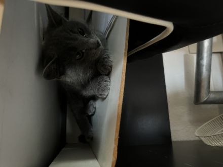 Leider müssen wir unsere ca. 12 Wochen alte Katze