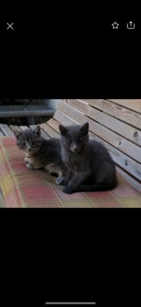 Leider müssen wir unsere ca. 12 Wochen alte Katze