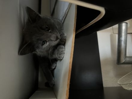 Leider müssen wir unsere ca. 12 Wochen alte Katze