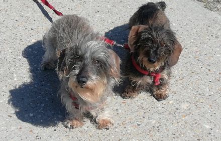 Wir führen seit 2004 eine kleine Rauhhaardackelzucht