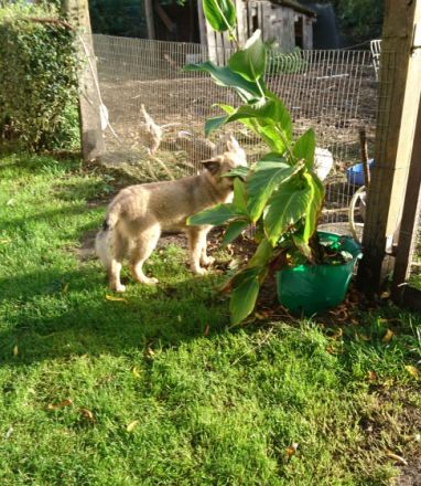 Beschreibung Reinrassieger, altdeutscher