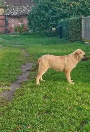 Beschreibung Reinrassieger, altdeutscher