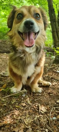 Der kleine Jacques sucht seine Menschen! Er befindet