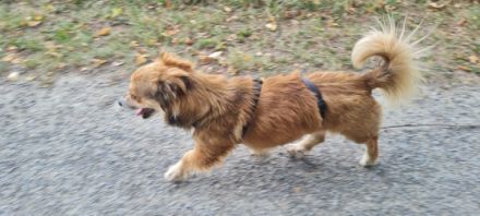 Der kleine Jacques sucht seine Menschen! Er befindet