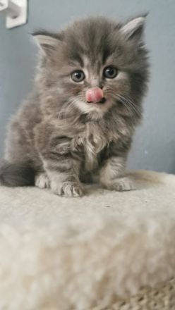 Hallo liebe Katzenliebhaber, Unsere Katze Amy hat am 04