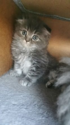 Hallo liebe Katzenliebhaber, Unsere Katze Amy hat am 04