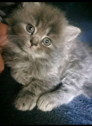 Hallo liebe Katzenliebhaber, Unsere Katze Amy hat am 04