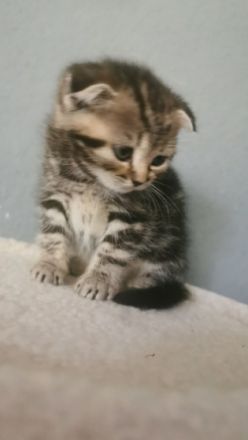 Hallo liebe Katzenliebhaber, Unsere Katze Amy hat am 04