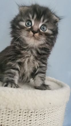 Hallo liebe Katzenliebhaber, Unsere Katze Amy hat am 04