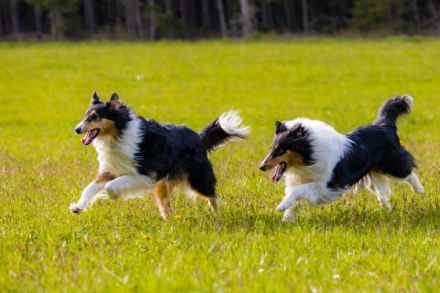 Collies of American Magic