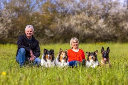 Collies of American Magic