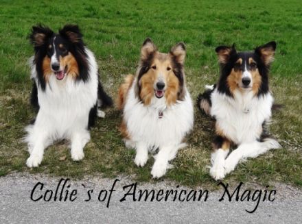 Collies of American Magic