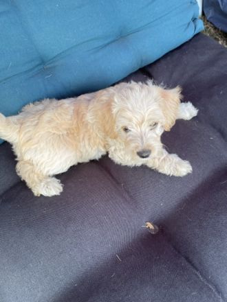 Dänin küsst Zwergpudel. Es ist eine F1 Verpaarung. 2