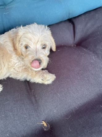 Dänin küsst Zwergpudel. Es ist eine F1 Verpaarung. 2