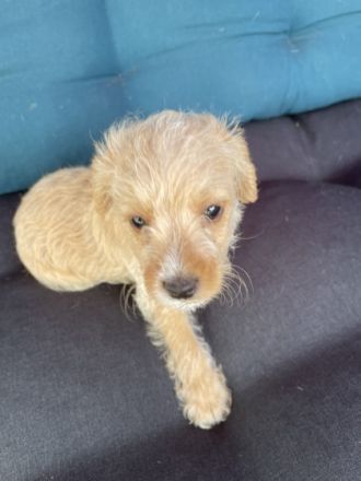 Dänin küsst Zwergpudel. Es ist eine F1 Verpaarung. 2