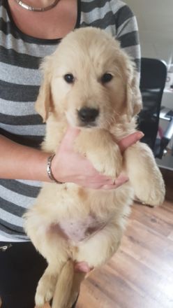 Supersüße goldie Welpen suchen neue Zuhause. Die Welpen