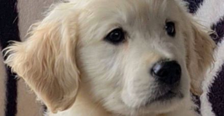 Supersüße goldie Welpen suchen neue Zuhause. Die Welpen