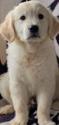 Supersüße goldie Welpen suchen neue Zuhause. Die Welpen