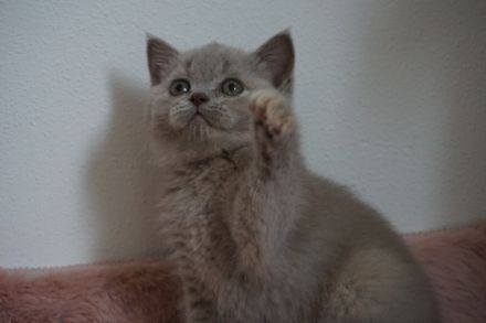 Unsere Britisch Kurzhaar Dame "Layla" in Blau/Creme 