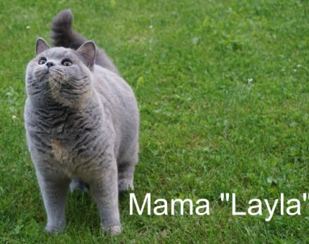 Unsere Britisch Kurzhaar Dame "Layla" in Blau/Creme 