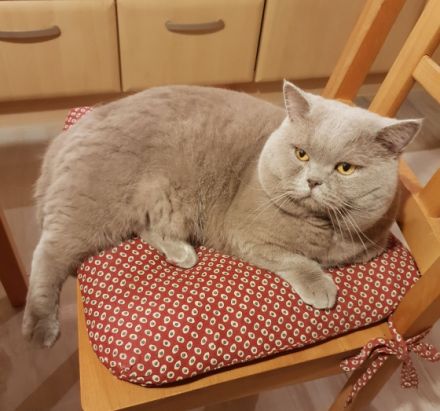 Unsere Britisch Kurzhaar Dame "Layla" in Blau/Creme 