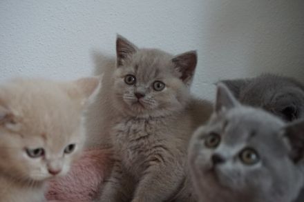 Unsere Britisch Kurzhaar Dame "Layla" in Blau/Creme 