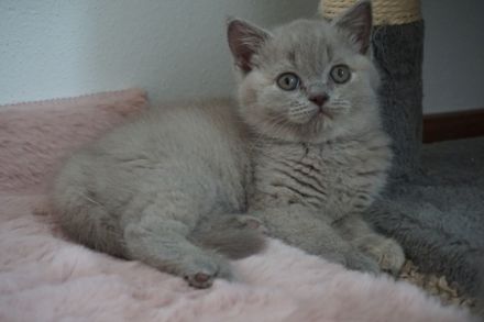 Unsere Britisch Kurzhaar Dame "Layla" in Blau/Creme 