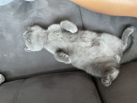 Hallo zusammen. Unsere reinrassige BKH Katze Molly hat