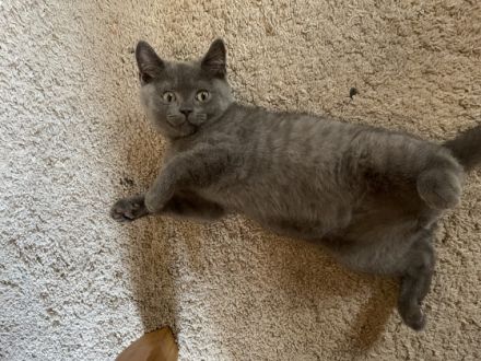 Hallo zusammen. Unsere reinrassige BKH Katze Molly hat