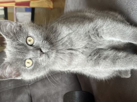 Hallo zusammen. Unsere reinrassige BKH Katze Molly hat