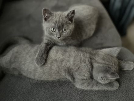 Hallo zusammen. Unsere reinrassige BKH Katze Molly hat