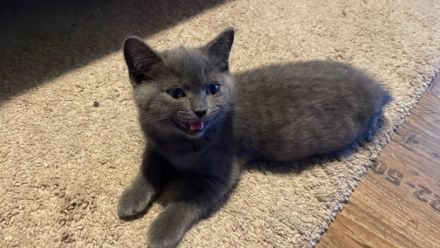 Hallo zusammen. Unsere reinrassige BKH Katze Molly hat