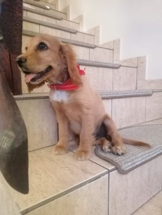 Für Infos bitte melden!, Cocker Spaniel, Welpen